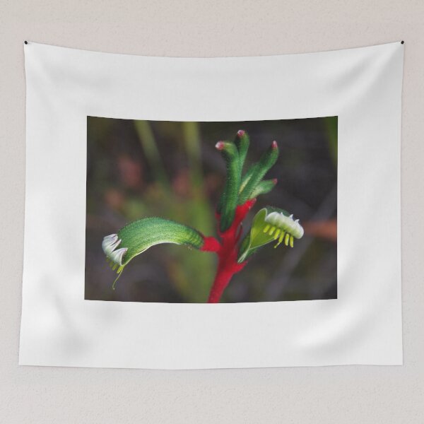 Item preview, Anigozanthos manglesii - Kangaroo Paw designed and sold by lezvee.