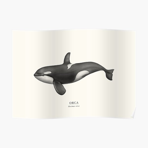 Orca Poster
