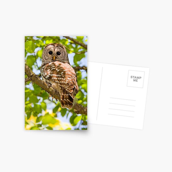BARRED OWL Postcard