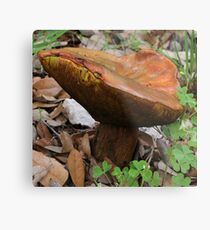 Mushroom Metal Print