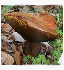 Mushroom Poster