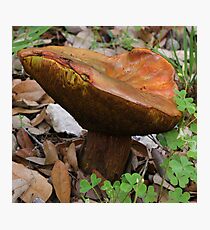 Mushroom Photographic Print