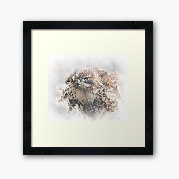Red-tailed Hawk Framed Art Print