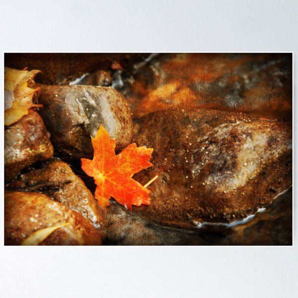 Aperçu de l'œuvre Red Maple Leaf créée et vendue par Ryan Houston.