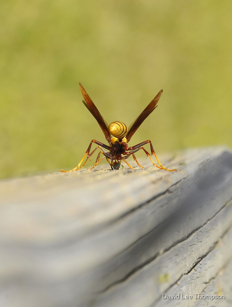"Yellow Jacket eating" by David Lee Thompson Redbubble