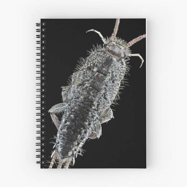 Item preview, Zygentoma silverfish designed and sold by SDym Photography.