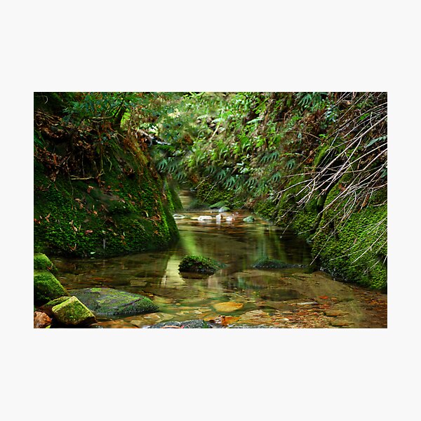 Item preview, Coachwood Glen - Megalong Valley NSW designed and sold by Bev Woodman.