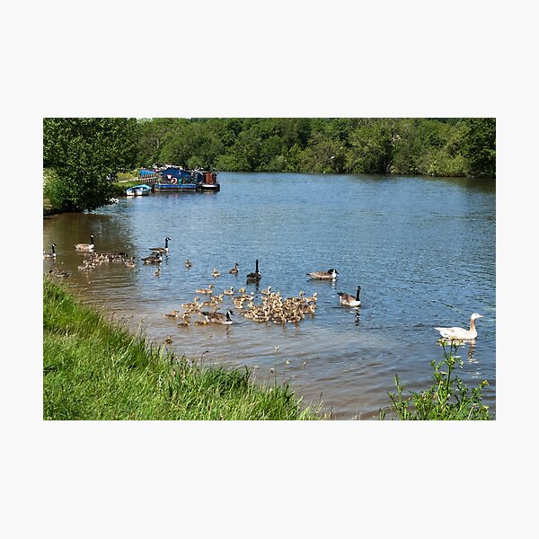 Aperçu de l'œuvre Canada Geese River Thames créée et vendue par Jim Hellier.