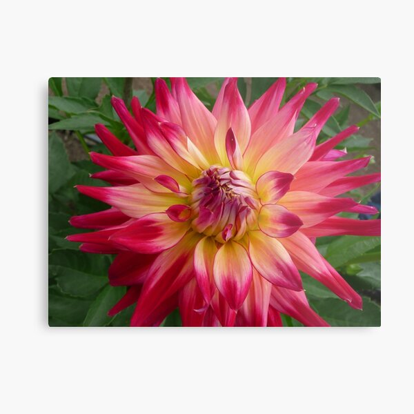 Dahlia #24 Metal Print