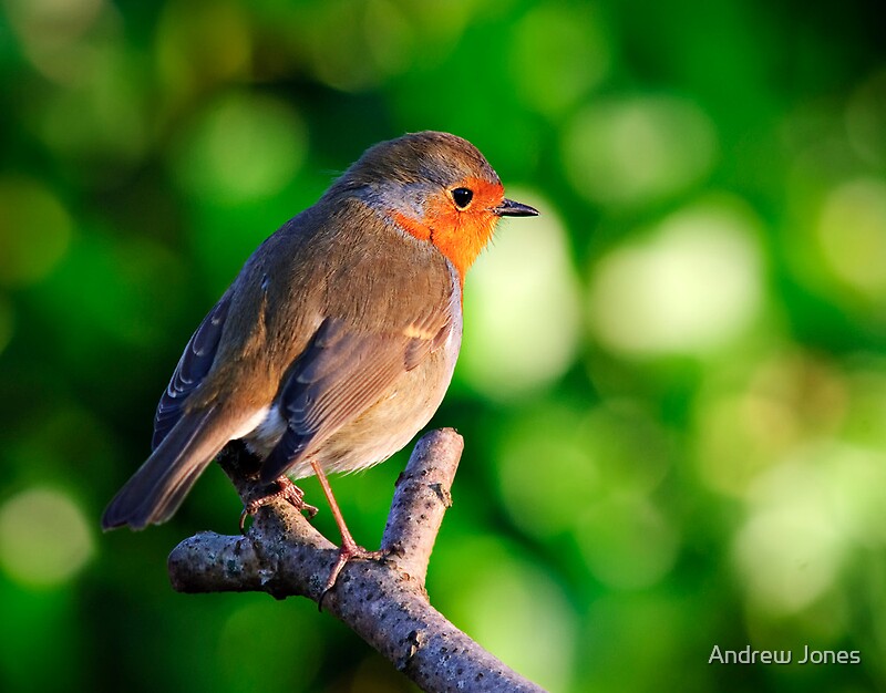 irish-national-bird-photographic-prints-redbubble