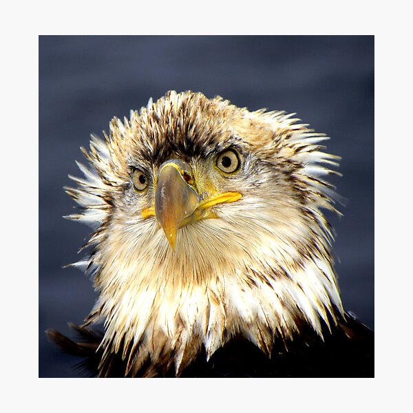 Bad Hair Day Photographic Print