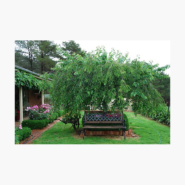 Item preview, A Nice Place To Sit designed and sold by MissyD.