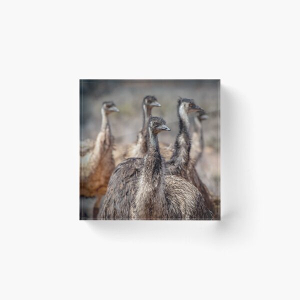 Item preview, Emu Mob designed and sold by Kathie Thomas.
