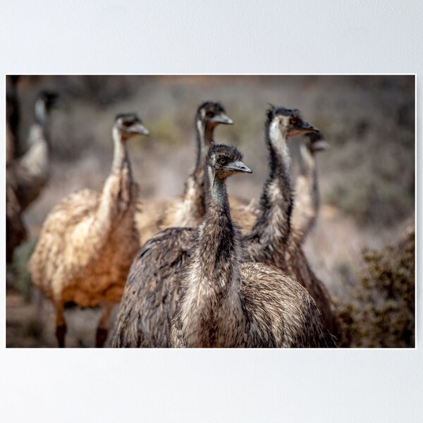 Item preview, Emu Mob designed and sold by Kathie Thomas.