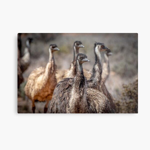 Item preview, Emu Mob designed and sold by Kathie Thomas.