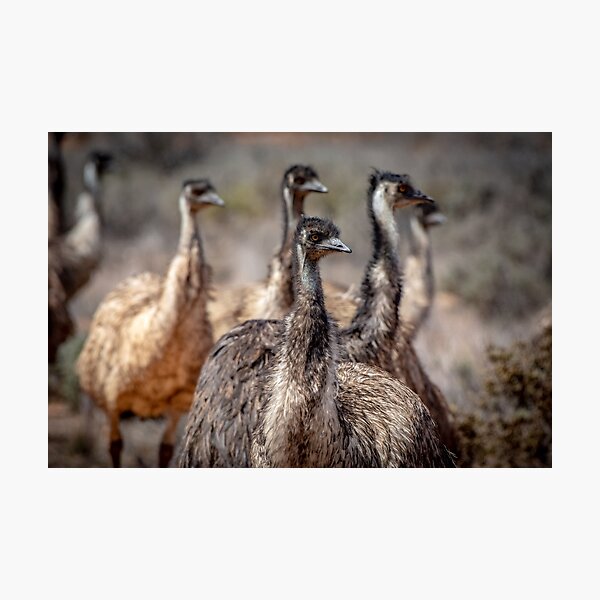 Item preview, Emu Mob designed and sold by Kathie Thomas.