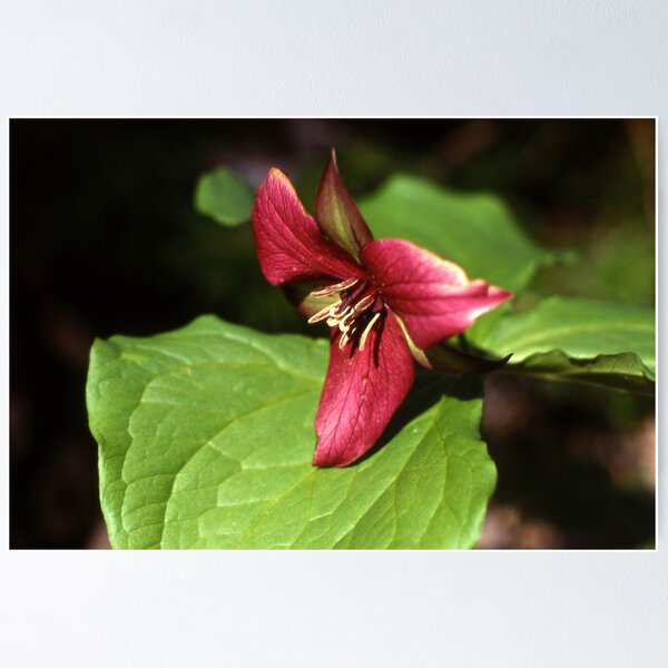 Item preview, Purple Trillium (Trillium erectum) designed and sold by Mike Oxley.