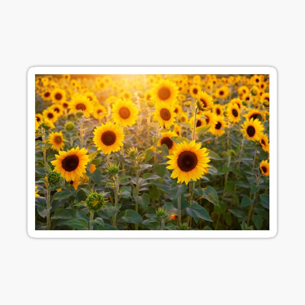 Item preview, sunflowers designed and sold by fourretout.