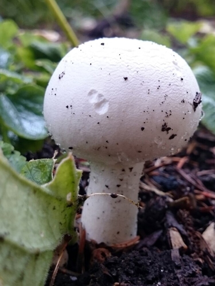 Der Pilz von Gourmetkater