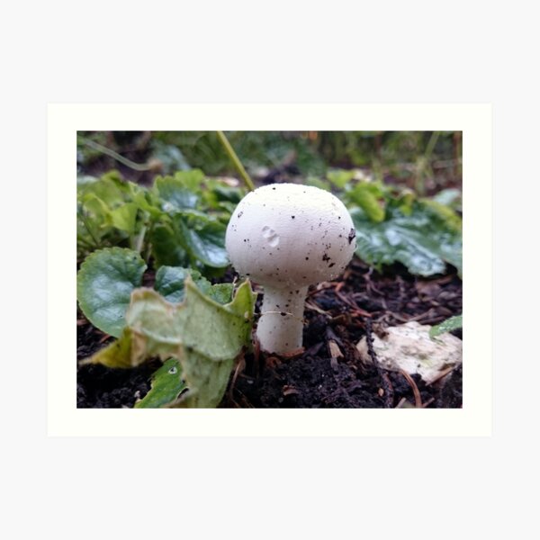 Der Pilz Kunstdruck