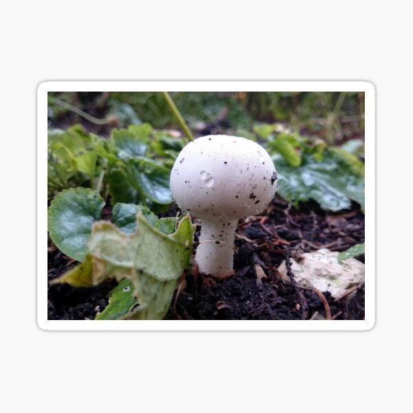Der Pilz Sticker