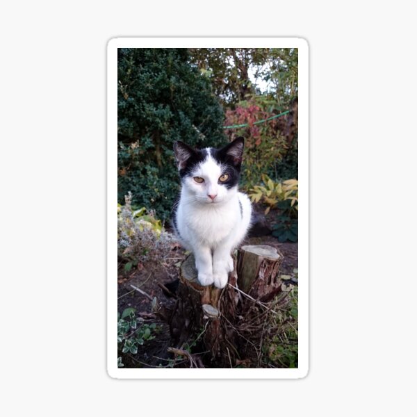 Timmi Sticker