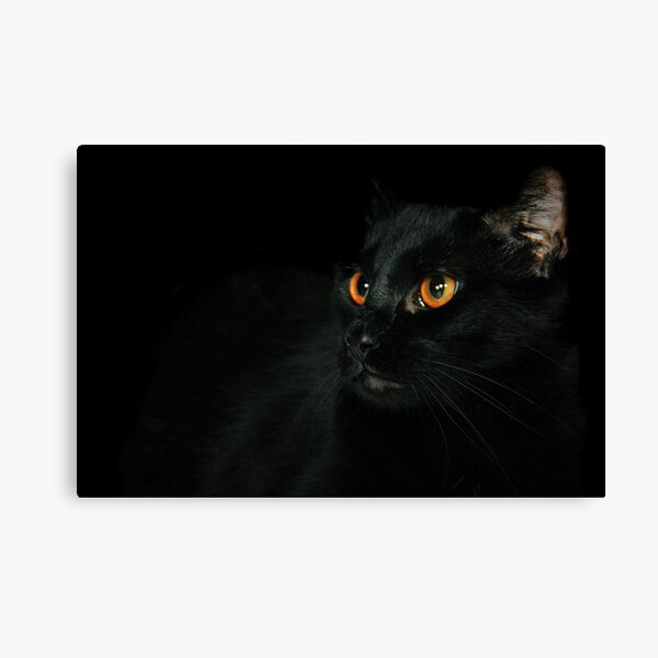 Halloween Bill Canvas Print