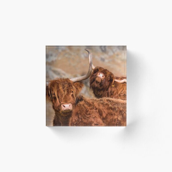 Funny Highland Cows Acrylic Block
