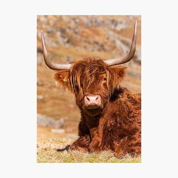 Cute Highland Cow lady Photographic Print