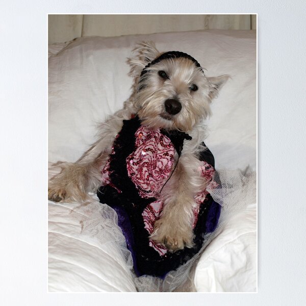 Item preview, Bella the Diva has a rest designed and sold by Pascal and Isabella Inard.