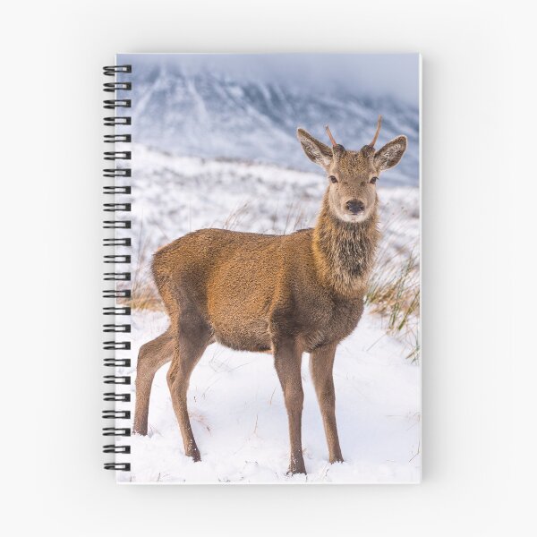 Item preview, Red Deer in the wintry Scottish highlands designed and sold by northernwild.
