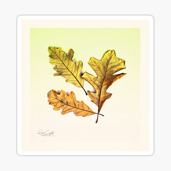 Leaves Of Oak We 3 Be Sticker