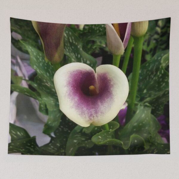 Item preview, Plum Callas DPSS170511a designed and sold by CSteenArt.