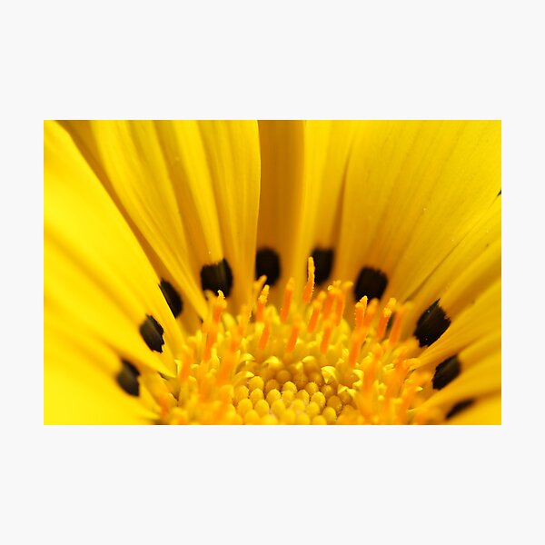 Black and Yellow Photographic Print
