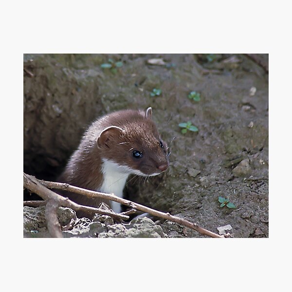 Item preview, Stoat in the Hole designed and sold by GrahamCSmith.