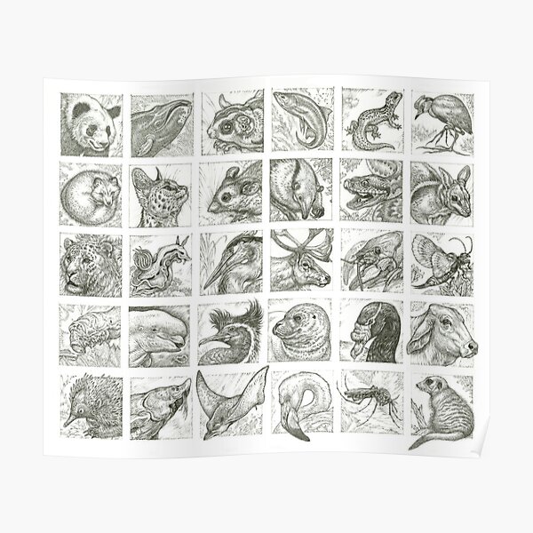 30 Animals Poster
