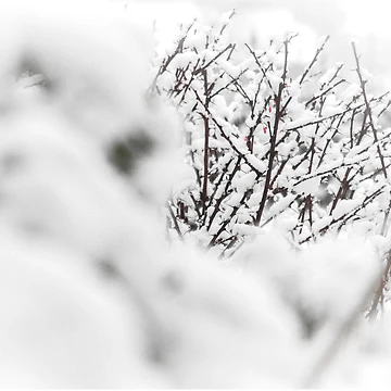 Artwork thumbnail, Winter Reds by Shaynelee