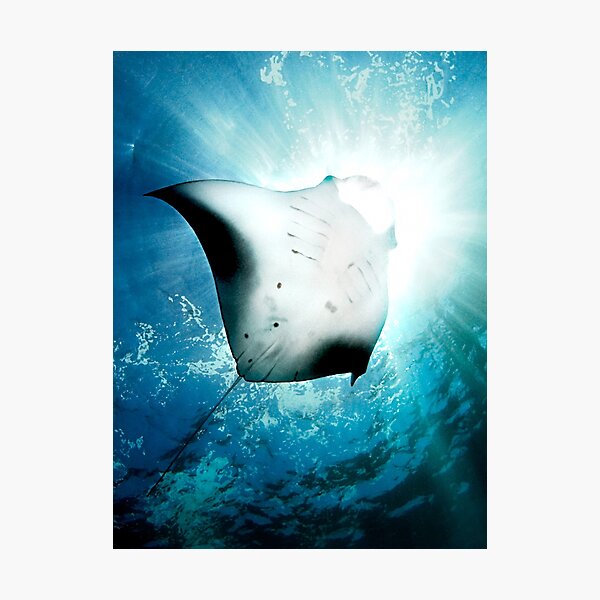 Item preview, Sun Diver - Manta designed and sold by Henry Jager.