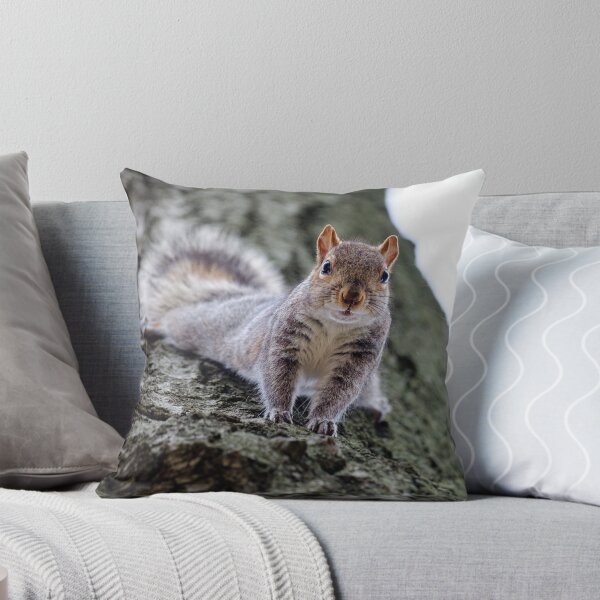 Item preview, Gray squirrel looking down from a tree designed and sold by quietbits.