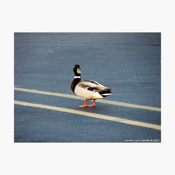 Item preview, Only Duck That'll Walk The Line designed and sold by Wanda-Lynn.