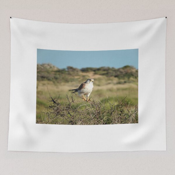 Item preview, Nankeen Kestrel designed and sold by CodyLaskeyPhoto.