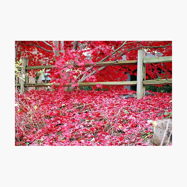 Artikelvorschau, Cascade of Crimson entworfen und verkauft von Tina Longwell.
