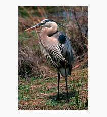 Great Blue Heron posing Photographic Print
