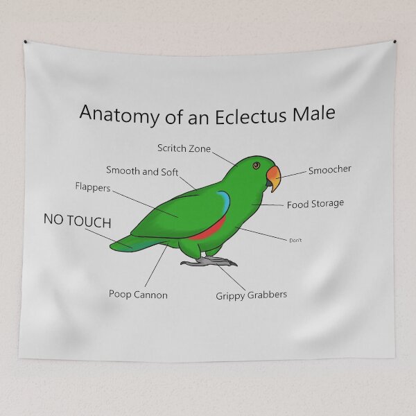 Item preview, Anatomy of An Eclectus Male designed and sold by DILLIGAFM8.