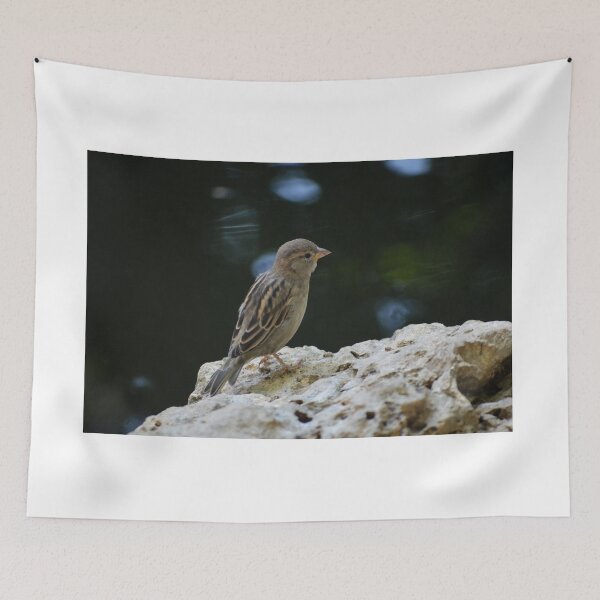 Item preview, Bird On The Rocks designed and sold by absurdphotos.