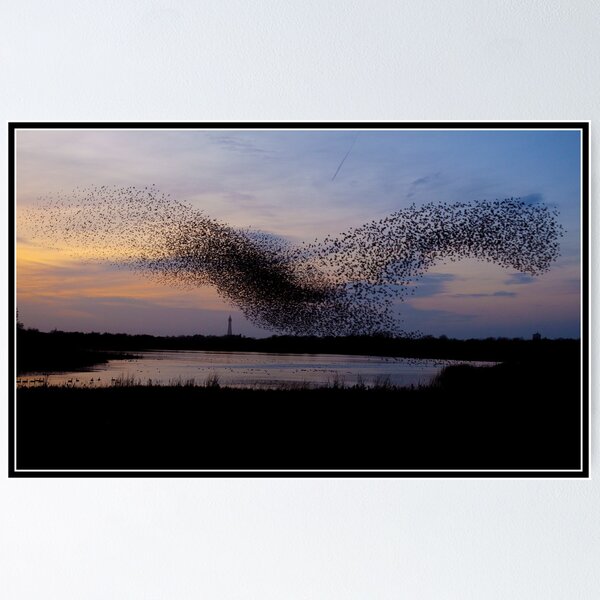 Item preview, Starlings dancing over Blackpool tower designed and sold by Shaun Whiteman.
