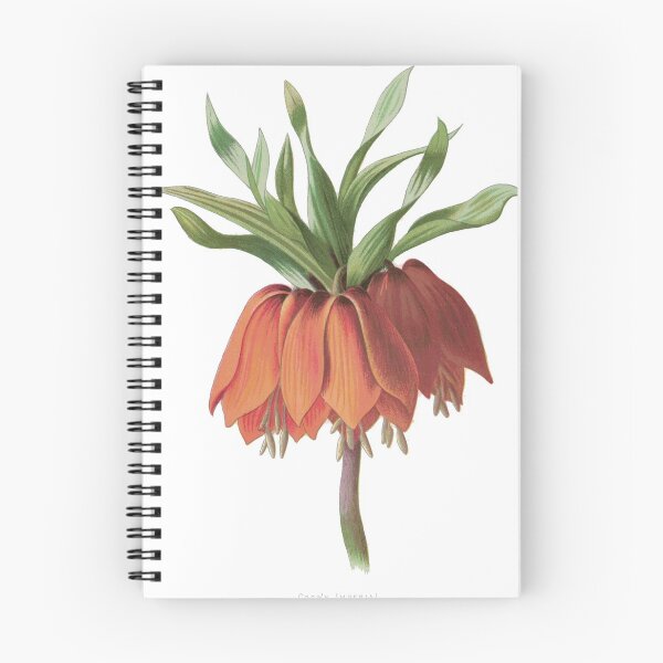 Item preview, Crown Imperial Print, Original Flower Print, Botanical Antique, Antique print, Crown Imperial Wall art, Crown Imperial Flower, Crown Imperial Prints designed and sold by Studio66Designs.