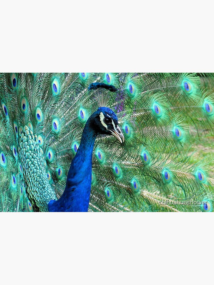 Peacock in bloom by chihuahuashower