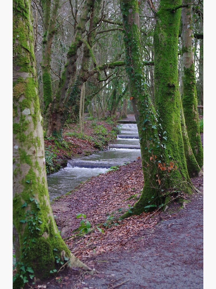 "Tehidy Woods in Cornwall " Poster for Sale by CORNISHPHOTOS Redbubble