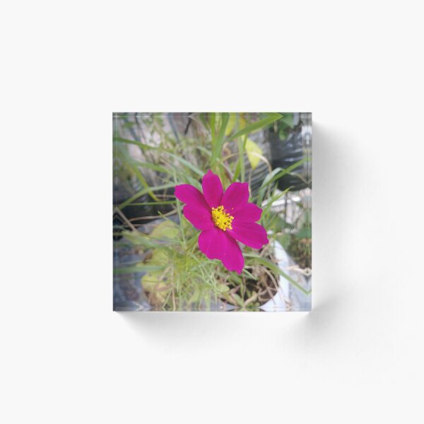 Flowers #flowers #nature #flower #leaf #summer #outdoors #grass #garden #environment #bright #season #petal #tree #horizontal #greencolor #colorimage #plant #nopeople #closeup #colors #day #fragile Acrylic Block